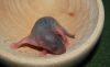 DSC_0281~4.jpg