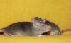DSC_0287~6.jpg