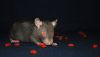 DSC_0289~3.jpg