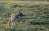 DSC_0294~11.jpg