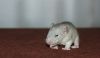 DSC_0312~6.jpg