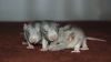 DSC_0326~6.jpg