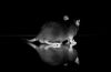 DSC_0336~5.jpg