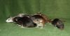 DSC_0337~5.jpg