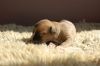 DSC_0342~10.jpg