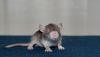 DSC_0346~5.jpg