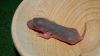 DSC_0350~1.jpg