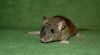 DSC_0355~5.jpg