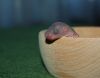DSC_0381~1.jpg