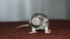 DSC_0382~6.jpg