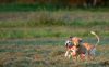 DSC_0402~3.jpg