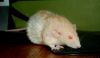 DSC_0412~0.jpg