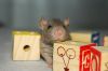 Filename=DSC_0424~4.jpg
Filesize=80KiB
Dimensions=1200x803
Date added=Jul 28, 2014 DSC_0424~4.jpg