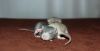 DSC_0454~5.jpg