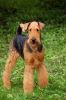 Filename=DSC_0454~9.jpg
Filesize=176KiB
Dimensions=798x1200
Date added=Aug 20, 2017 DSC_0454~9.jpg