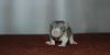 DSC_0497~2.jpg