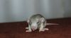 DSC_0515.jpg
