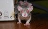 DSC_0527~2.jpg