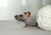 Filename=DSC_0840.jpg
Filesize=59KiB
Dimensions=1200x844
Date added=Aug 03, 2014 DSC_0840.jpg