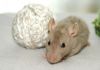 Filename=DSC_0882.jpg
Filesize=79KiB
Dimensions=1200x843
Date added=Aug 03, 2014 DSC_0882.jpg