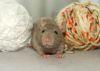Filename=DSC_0942.jpg
Filesize=95KiB
Dimensions=1200x859
Date added=Aug 03, 2014 DSC_0942.jpg