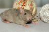 Filename=DSC_0946.jpg
Filesize=84KiB
Dimensions=1200x797
Date added=Aug 03, 2014 DSC_0946.jpg
