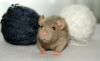 Filename=DSC_0977.jpg
Filesize=67KiB
Dimensions=1200x733
Date added=Aug 03, 2014 DSC_0977.jpg