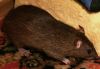 agouti.jpg