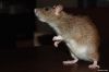 agouti3.jpg